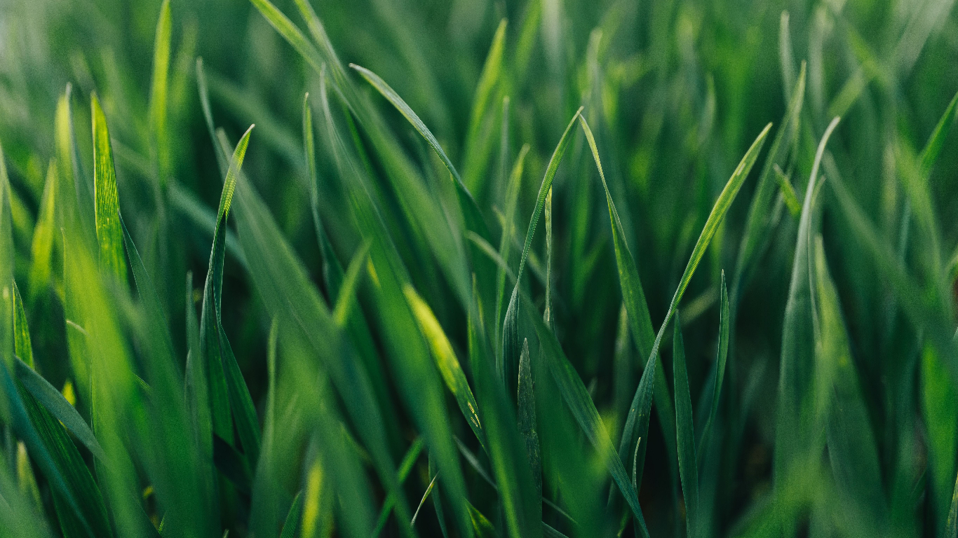 Sugarcane Leaf Disease Detection: A Comparative Analysis Using Deep Learning